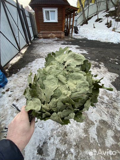 Дубовые веники для бани