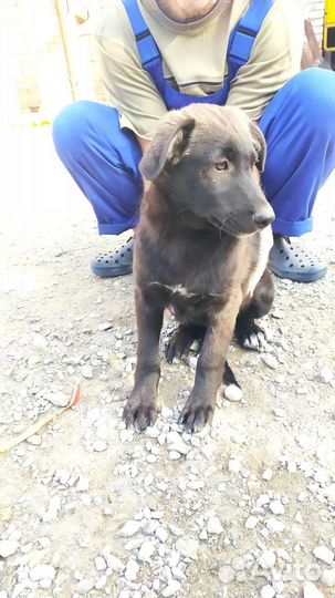 Собака в добрые руки