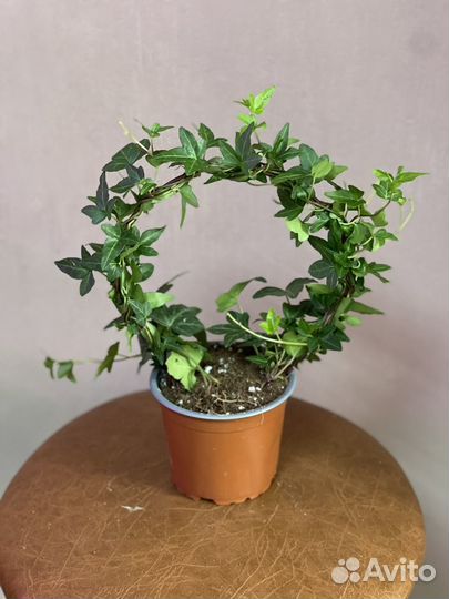 Плющ хедера сформированная высота 35 см