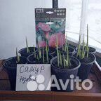 Цветы уличные многолетние