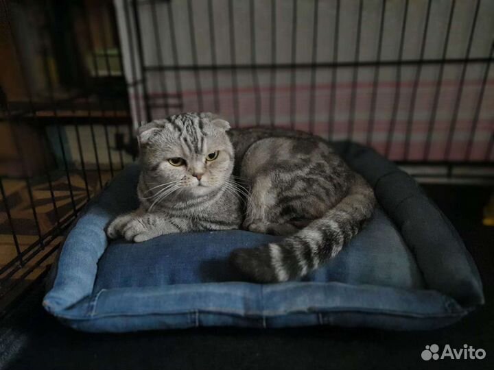 Шотландская вислоухая кошка