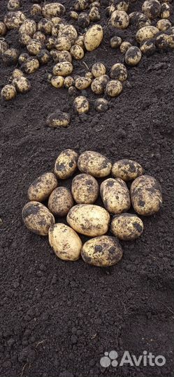 Продам картофель отборный домашний