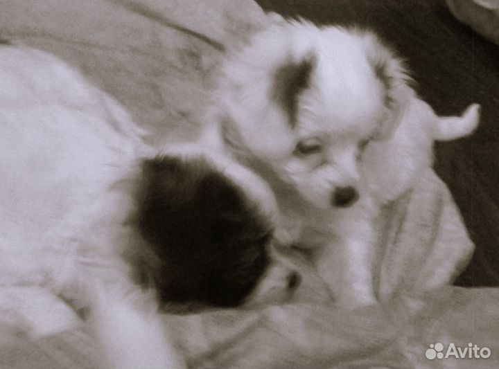 Щенок папийона девочка