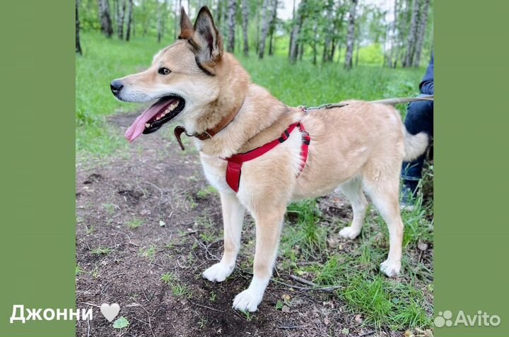 Джонни ждет семью в приюте