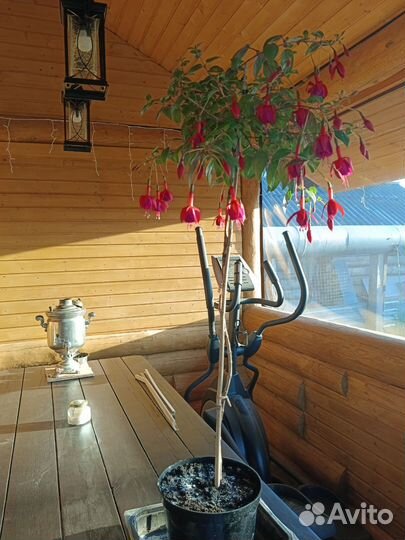 Фуксия на штамбе