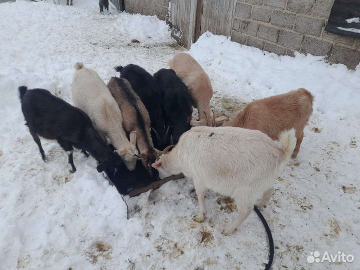 Айршир телочки и голштин