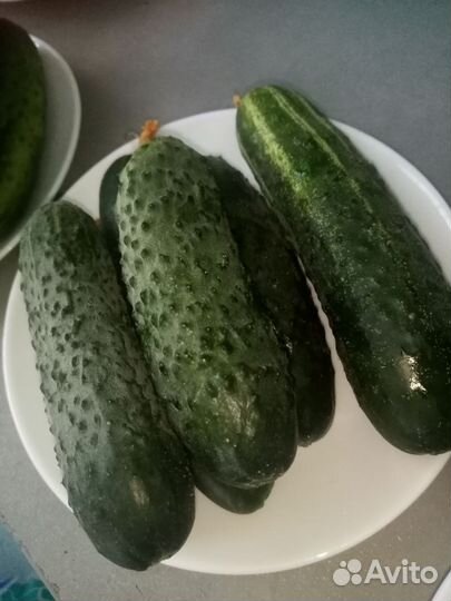 Огурцы свежие