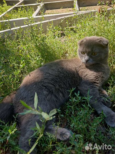 Кошка и котята
