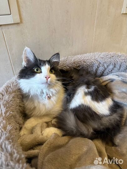 Томас ищет семью