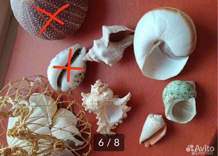 Морские ракушки