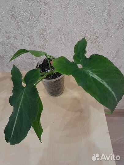 Комнатные растения, цветы в ассортименте