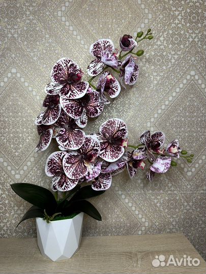 Орхидея латекс