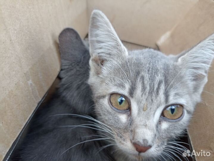 Котята маленькие