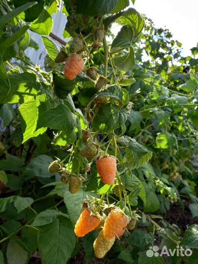 Малина саженцы