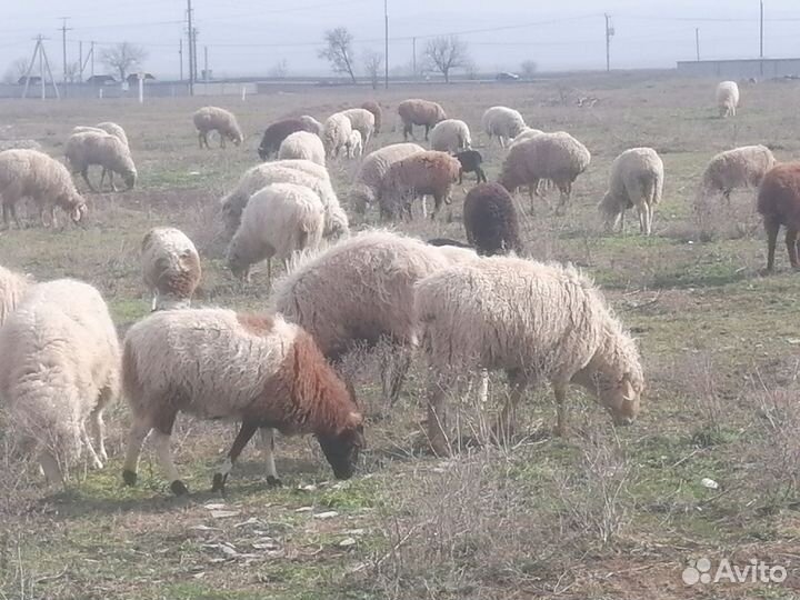 Овцы бараны ягнята