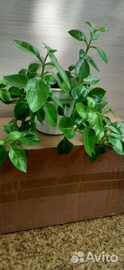 Комнатные цветы