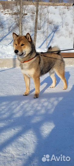 Вязка сиба