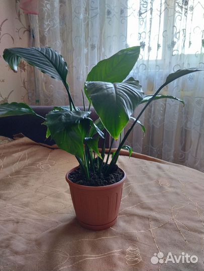 Спатифиллум