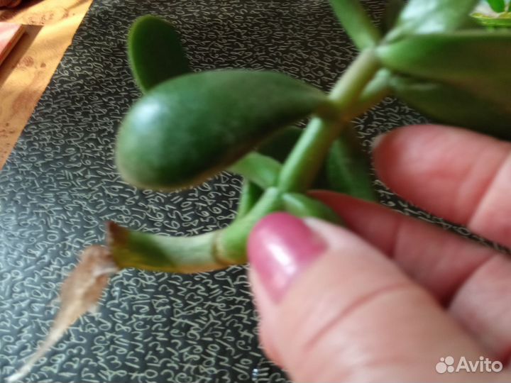 Толстянка (денежное дерево)