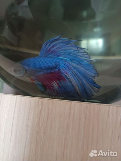 Рыбка петушок