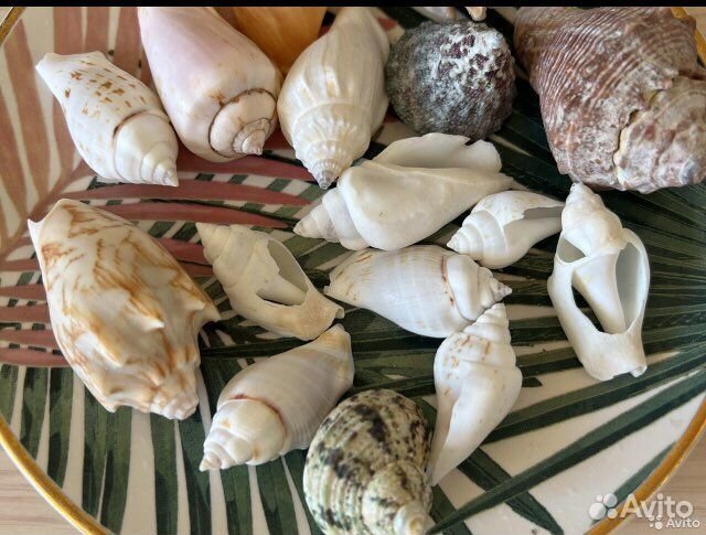 Морские ракушки