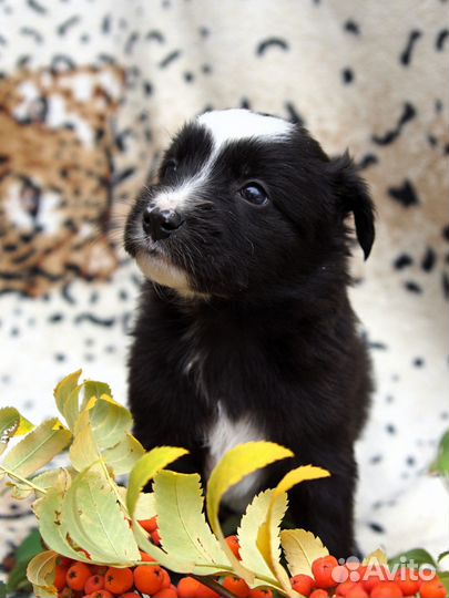 Щенок мальчик