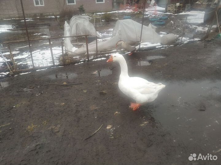 Инкубационное яйцо гусей