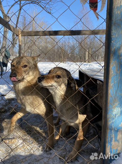 Собаки охранницы стерилизованные