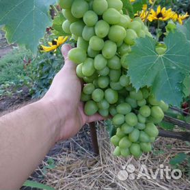 Саженцы винограда - купить в Тамбовской области