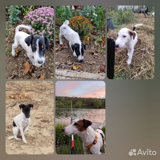 Фокстерьер