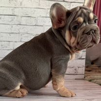 Бигроп вельвет собака. Бигроп вельвет собака. Бигроп вельвет собака. Бигроп вельвет собака. Бигроп вельвет собака.