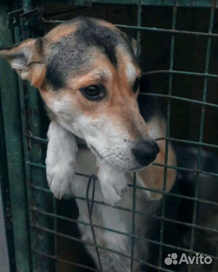 Подарите дом трогательному Патрику