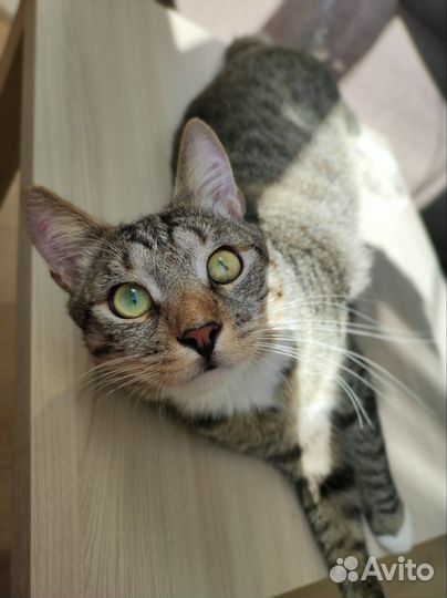 Молодой кот Проша