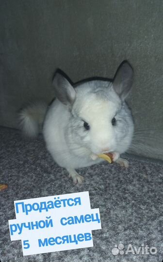 Шиншилла