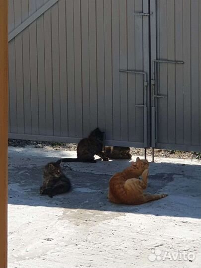 Кошка бесплатно