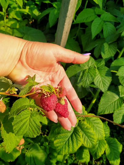 Дача 20 м² на участке 7,1 сот.