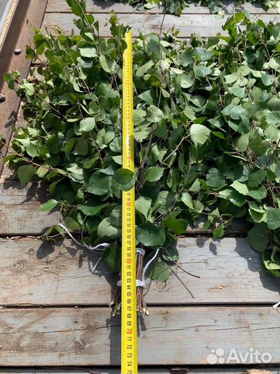 Венник березовый