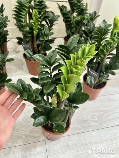 Замиокулькас зензи