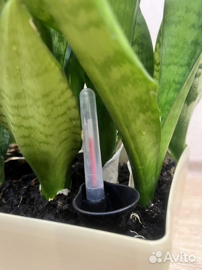 Сансевиерия в «умном горше» в бежевом