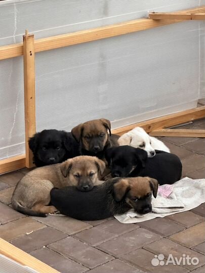 Замечательные щенки