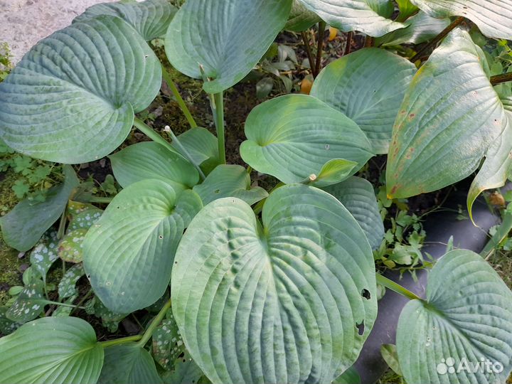 Многолетники для сада