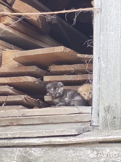 Котята в добрые руки
