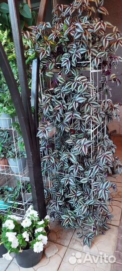 Традесканция