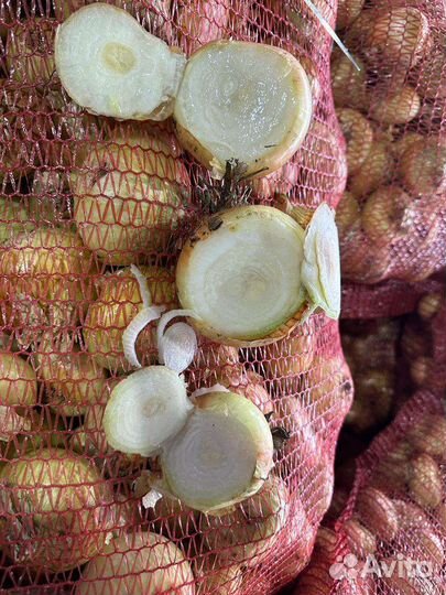 Лук на перо штутгартен ризен