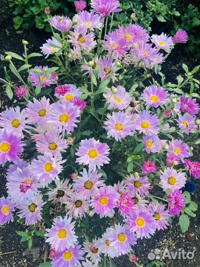 Хризантемы мультифлора