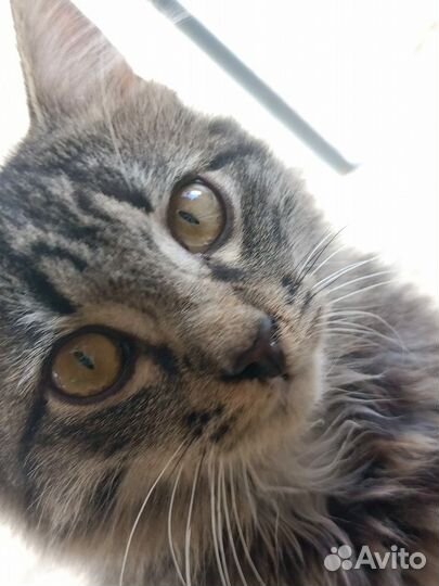 Кошка в дар