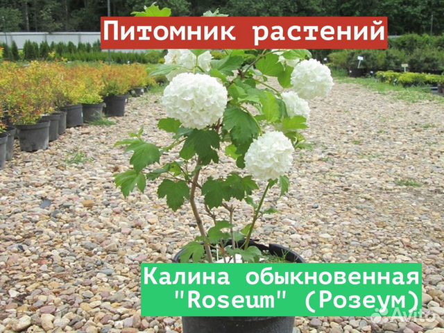 Саженцы Калина обыкновенная Roseum (Розеум) купить в Москве | Товары ...