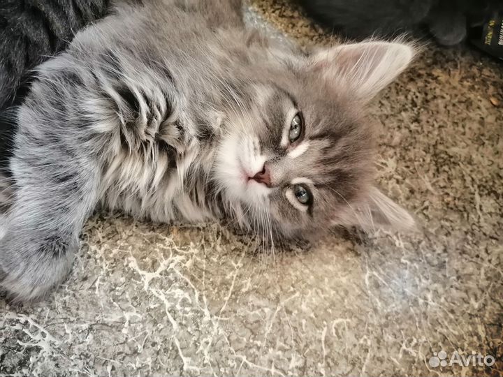 Передержка для кошек