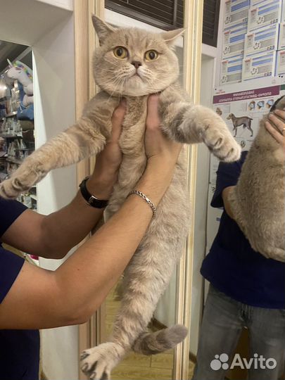 Котик в добрые руки