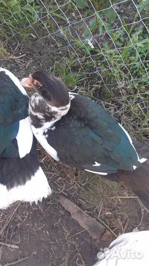 Мускусные утки тяжелые линии